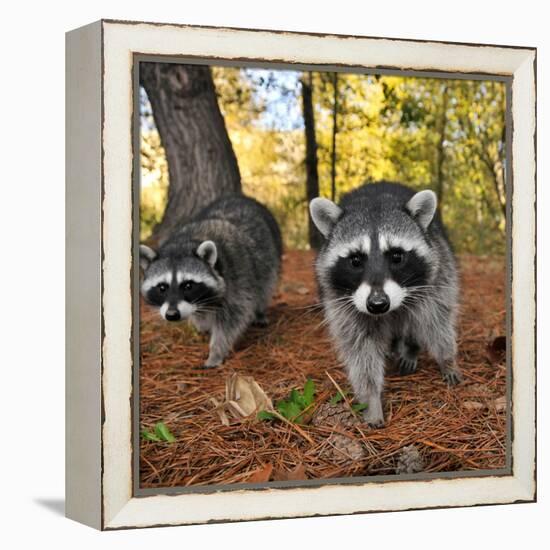 Curious Raccoons-Steve Terrill-Framed Premier Image Canvas