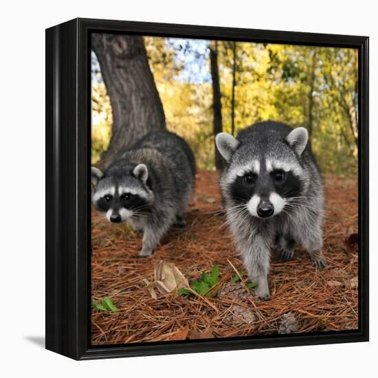 Curious Raccoons-Steve Terrill-Framed Premier Image Canvas