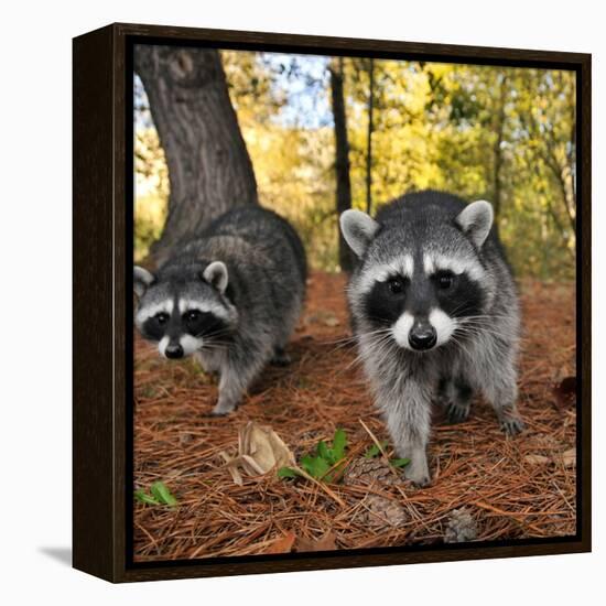 Curious Raccoons-Steve Terrill-Framed Premier Image Canvas