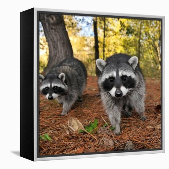 Curious Raccoons-Steve Terrill-Framed Premier Image Canvas