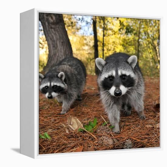 Curious Raccoons-Steve Terrill-Framed Premier Image Canvas