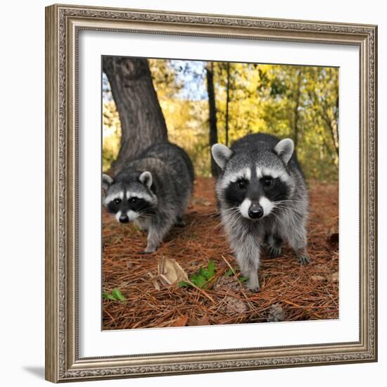 Curious Raccoons-Steve Terrill-Framed Photographic Print