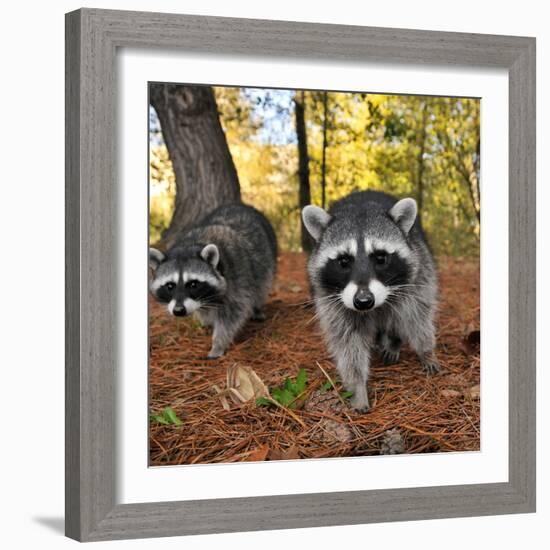 Curious Raccoons-Steve Terrill-Framed Photographic Print