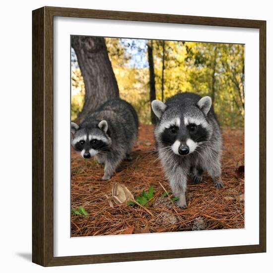 Curious Raccoons-Steve Terrill-Framed Photographic Print