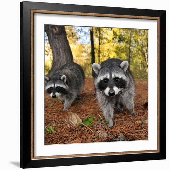 Curious Raccoons-Steve Terrill-Framed Photographic Print