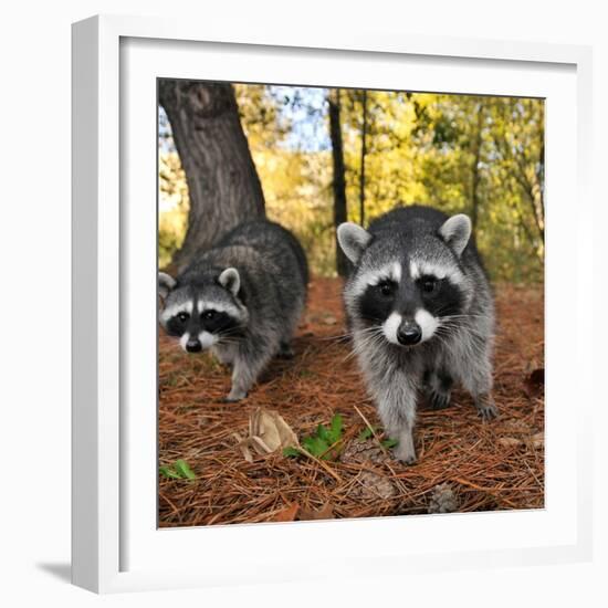 Curious Raccoons-Steve Terrill-Framed Photographic Print