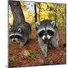 Curious Raccoons-Steve Terrill-Mounted Photographic Print