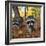 Curious Raccoons-Steve Terrill-Framed Photographic Print