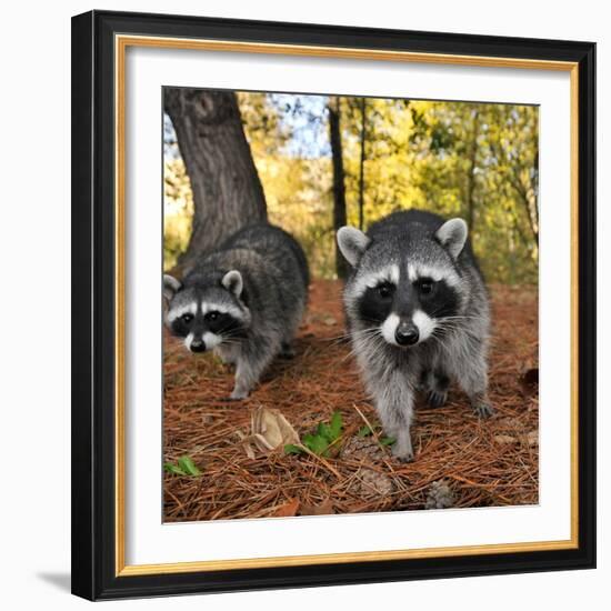 Curious Raccoons-Steve Terrill-Framed Photographic Print