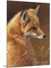 Curious - Red Fox-Joni Johnson-godsy-Mounted Art Print
