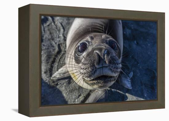 Curious Southern Elephant Seal Pup (Mirounga Leonina), Gold Harbor, South Georgia, Polar Regions-Michael Nolan-Framed Premier Image Canvas