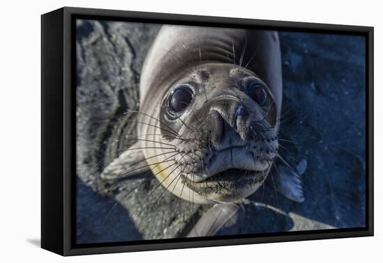 Curious Southern Elephant Seal Pup (Mirounga Leonina), Gold Harbor, South Georgia, Polar Regions-Michael Nolan-Framed Premier Image Canvas