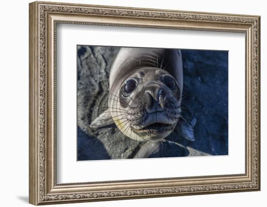 Curious Southern Elephant Seal Pup (Mirounga Leonina), Gold Harbor, South Georgia, Polar Regions-Michael Nolan-Framed Photographic Print