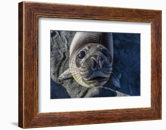 Curious Southern Elephant Seal Pup (Mirounga Leonina), Gold Harbor, South Georgia, Polar Regions-Michael Nolan-Framed Photographic Print