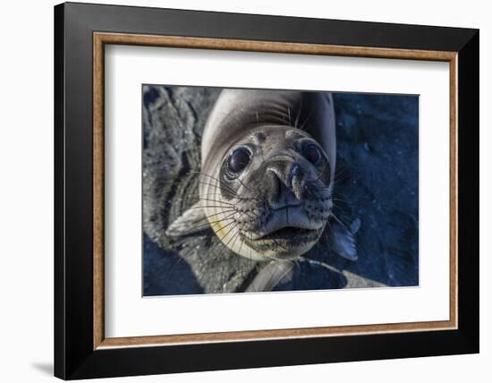 Curious Southern Elephant Seal Pup (Mirounga Leonina), Gold Harbor, South Georgia, Polar Regions-Michael Nolan-Framed Photographic Print