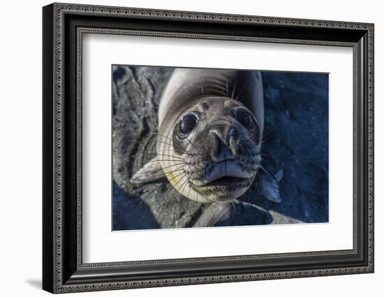 Curious Southern Elephant Seal Pup (Mirounga Leonina), Gold Harbor, South Georgia, Polar Regions-Michael Nolan-Framed Photographic Print