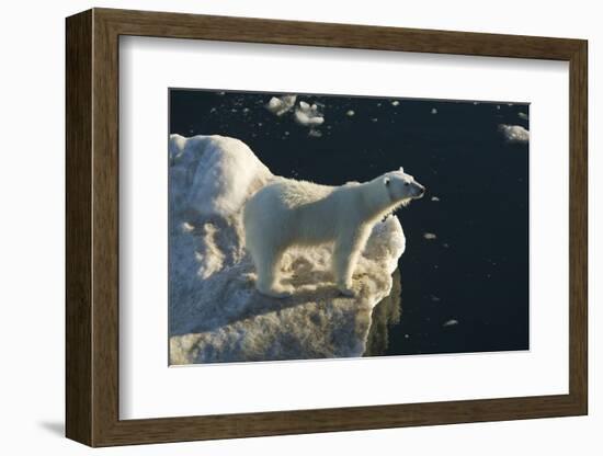 Curious young female polar bear (Ursus maritimus) on multi-year ice-Michael Nolan-Framed Photographic Print