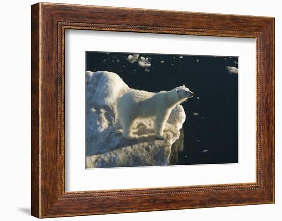 Curious young female polar bear (Ursus maritimus) on multi-year ice-Michael Nolan-Framed Photographic Print