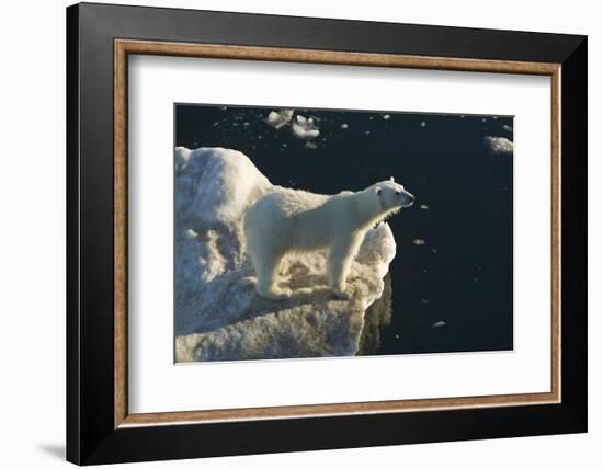 Curious young female polar bear (Ursus maritimus) on multi-year ice-Michael Nolan-Framed Photographic Print