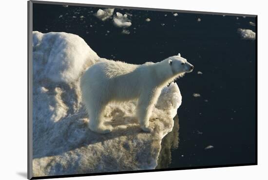 Curious young female polar bear (Ursus maritimus) on multi-year ice-Michael Nolan-Mounted Photographic Print