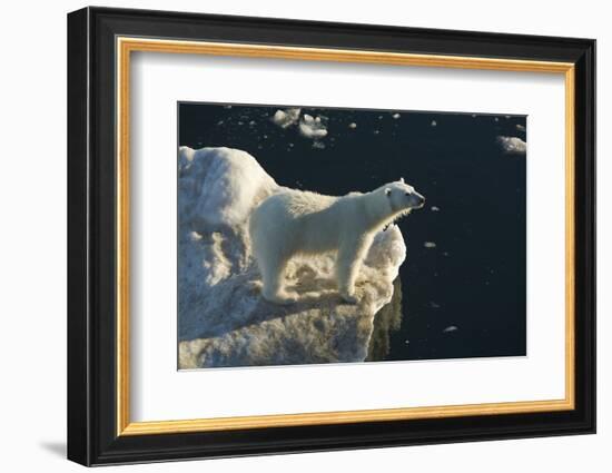 Curious young female polar bear (Ursus maritimus) on multi-year ice-Michael Nolan-Framed Photographic Print