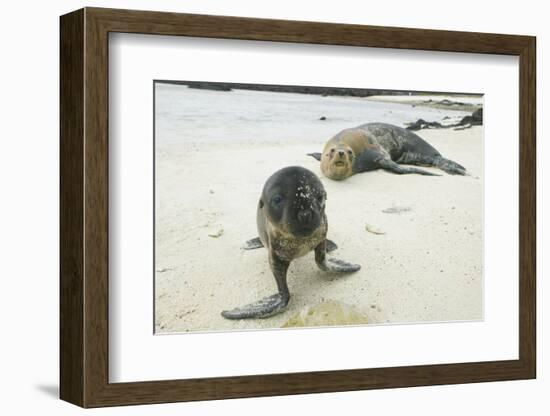 Curious Young Galapagos Sea Lion and Concerned Parent-DLILLC-Framed Photographic Print