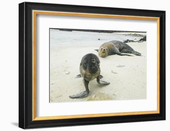 Curious Young Galapagos Sea Lion and Concerned Parent-DLILLC-Framed Photographic Print