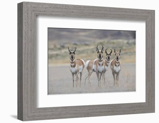 Curious young pronghorns.-Ken Archer-Framed Photographic Print