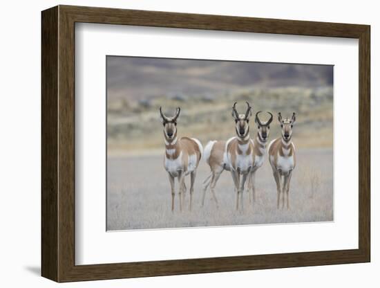 Curious young pronghorns.-Ken Archer-Framed Photographic Print