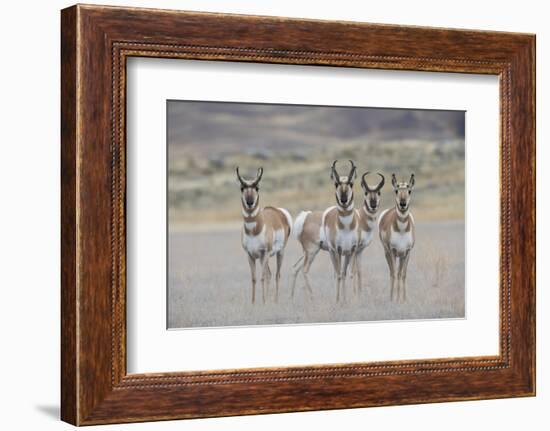 Curious young pronghorns.-Ken Archer-Framed Photographic Print