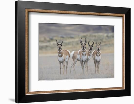 Curious young pronghorns.-Ken Archer-Framed Photographic Print