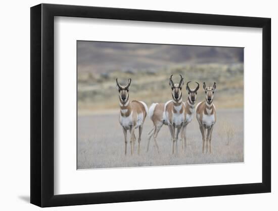 Curious young pronghorns.-Ken Archer-Framed Photographic Print