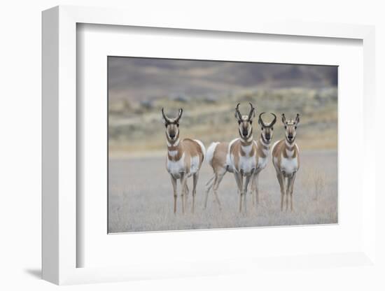 Curious young pronghorns.-Ken Archer-Framed Photographic Print