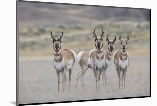 Curious young pronghorns.-Ken Archer-Mounted Photographic Print