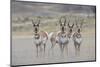 Curious young pronghorns.-Ken Archer-Mounted Photographic Print