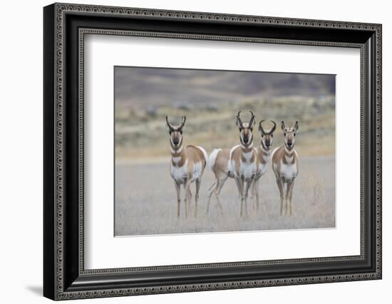 Curious young pronghorns.-Ken Archer-Framed Photographic Print