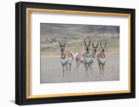 Curious young pronghorns.-Ken Archer-Framed Photographic Print