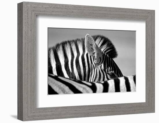 Curious Zebra-Marc Pelissier-Framed Photographic Print