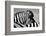 Curious Zebra-Marc Pelissier-Framed Photographic Print