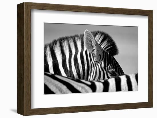 Curious Zebra-Marc Pelissier-Framed Photographic Print