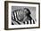 Curious Zebra-Marc Pelissier-Framed Photographic Print