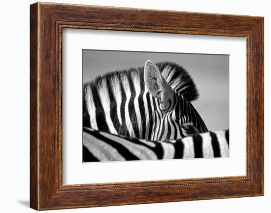 Curious Zebra-Marc Pelissier-Framed Photographic Print