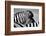 Curious Zebra-Marc Pelissier-Framed Photographic Print