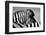 Curious Zebra-Marc Pelissier-Framed Photographic Print