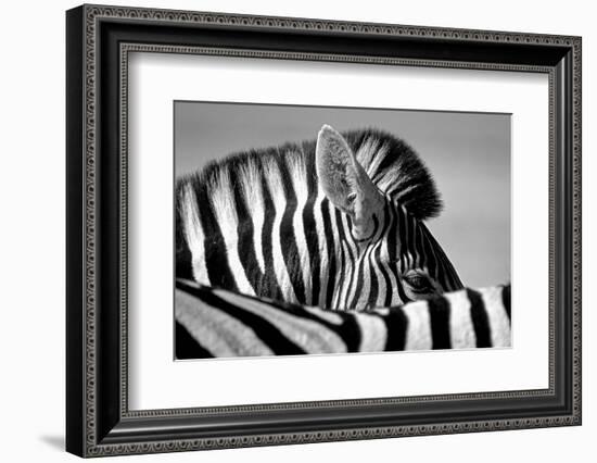 Curious Zebra-Marc Pelissier-Framed Photographic Print