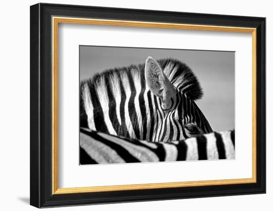 Curious Zebra-Marc Pelissier-Framed Photographic Print