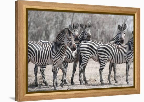 Curious Zebras-Scott Bennion-Framed Stretched Canvas