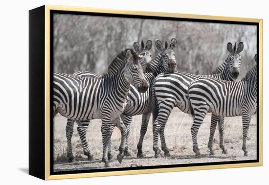 Curious Zebras-Scott Bennion-Framed Stretched Canvas