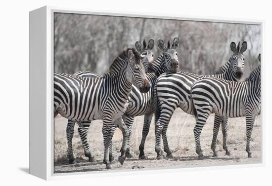 Curious Zebras-Scott Bennion-Framed Stretched Canvas