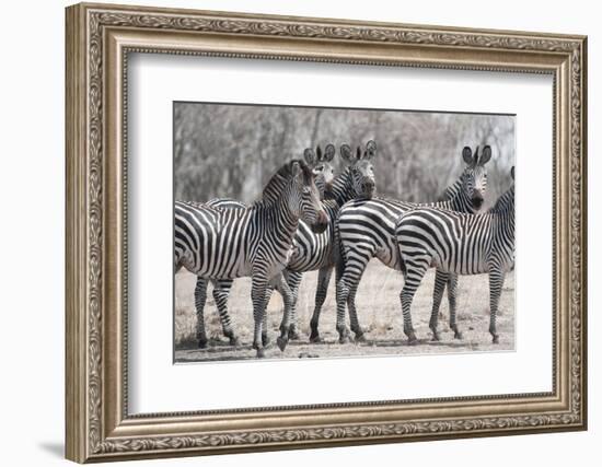 Curious Zebras-Scott Bennion-Framed Photo